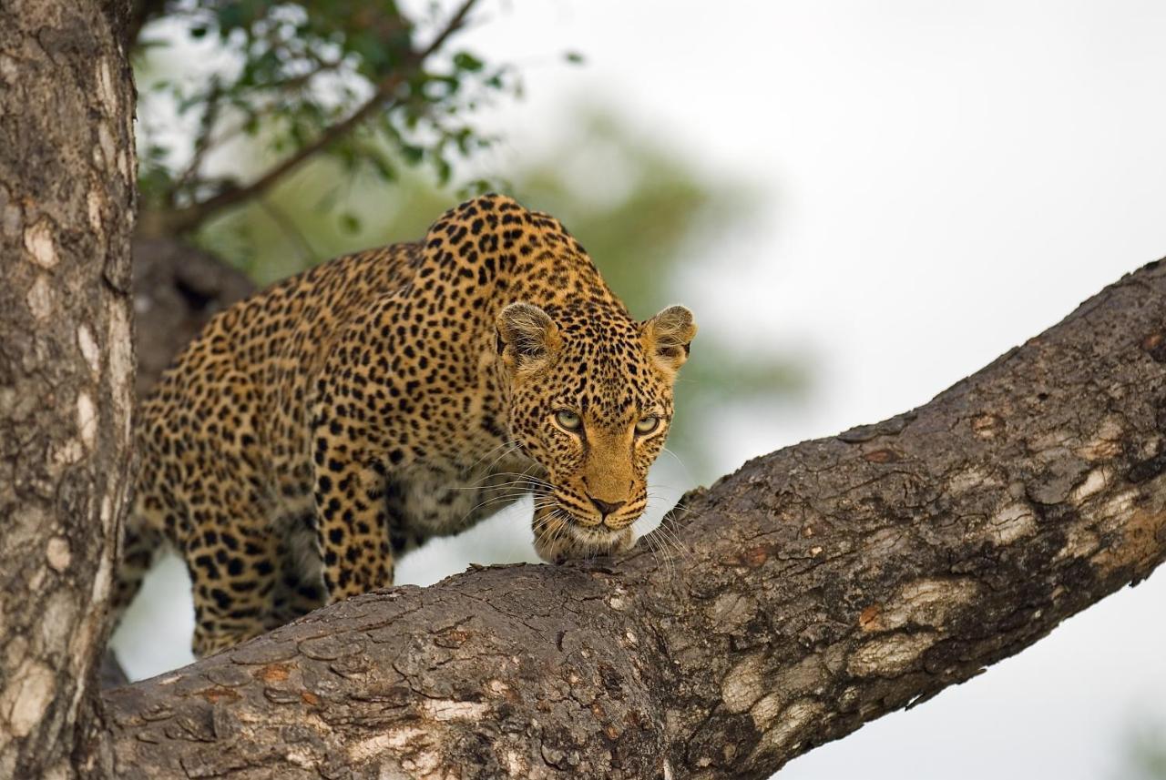 Pondoro Game Lodge Balule Game Reserve Exterior foto