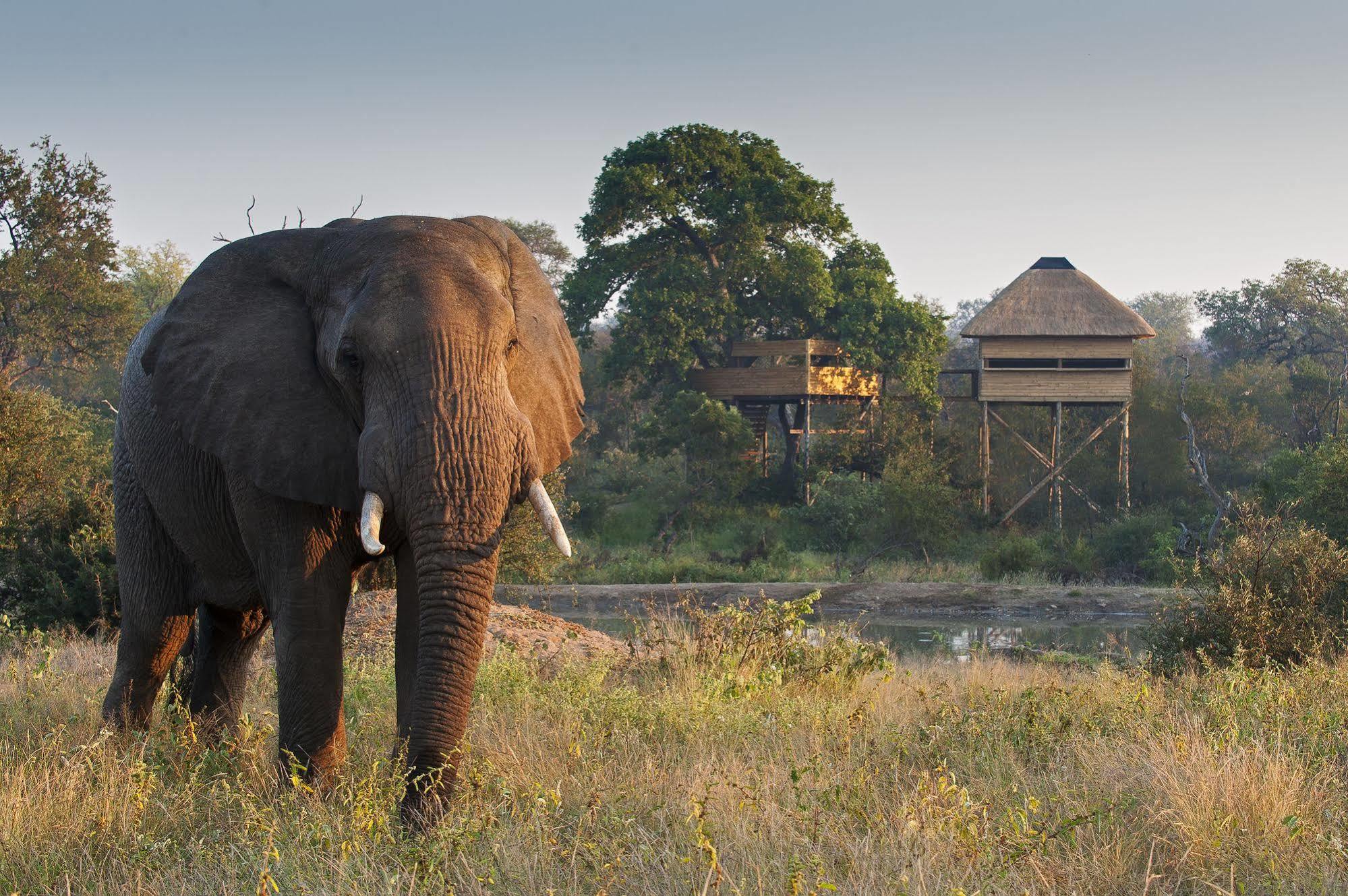 Pondoro Game Lodge Balule Game Reserve Exterior foto